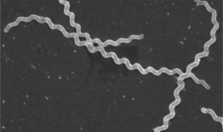 Developments and Value-Added Products on Algae Technology