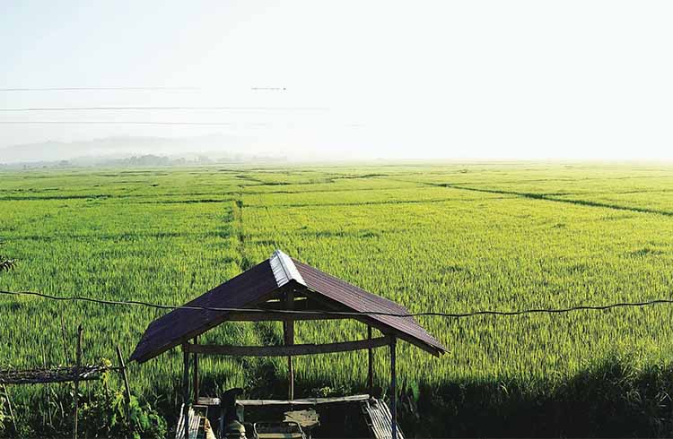 the greening article 8