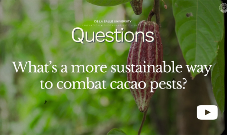 What’s a more sustainable way to combat cacao pests?
